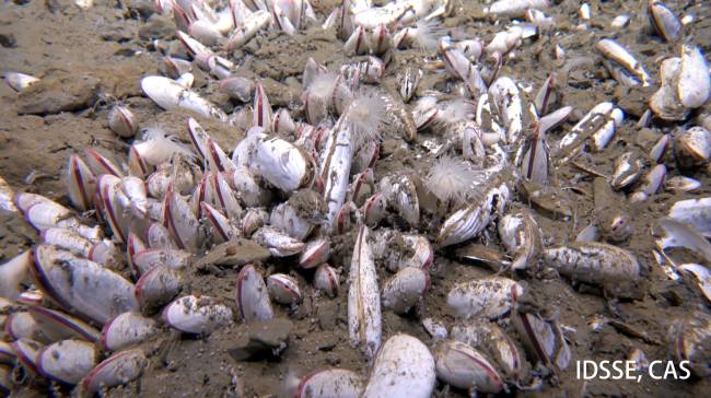 Dense aggregation of vesicomyid bivalves in the sediment at 5743 meters at Clam Bed.