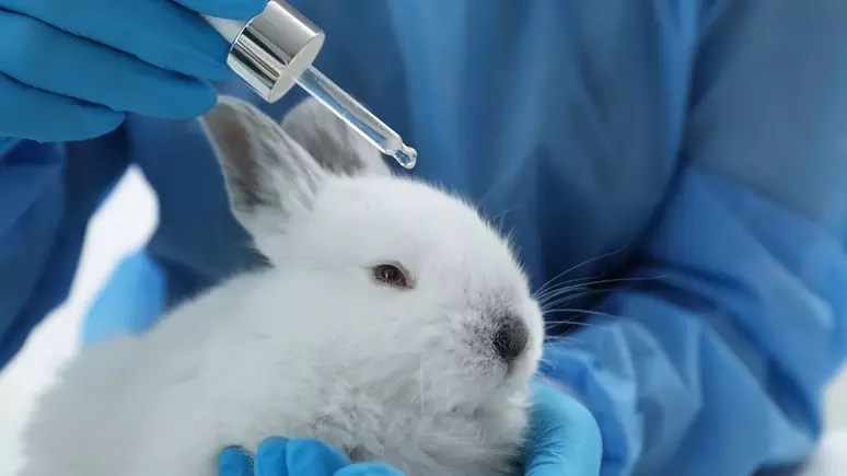 Câmara aprova projeto que proíbe testes de cosméticos em animais