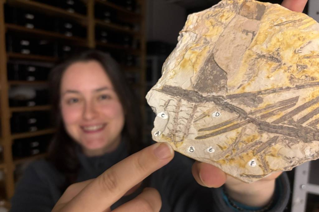 Fóssil raro no RS revela planta com esporos de 296 milhões de anos