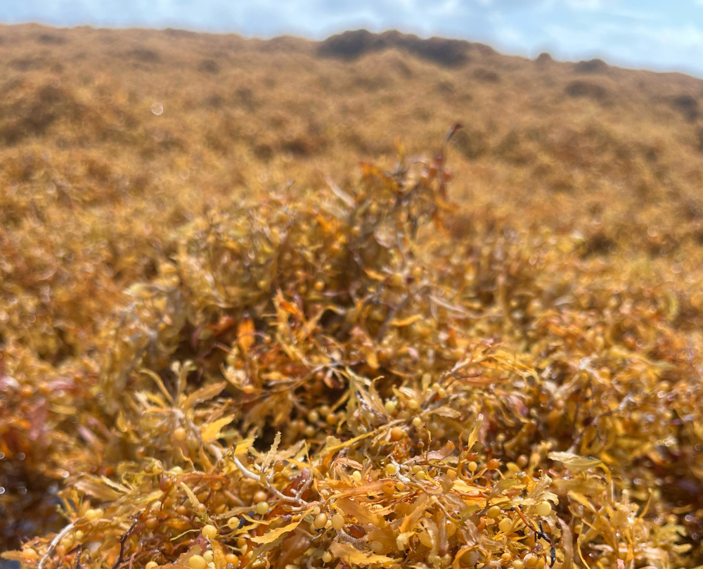 A coluna entra em recesso por duas semanas