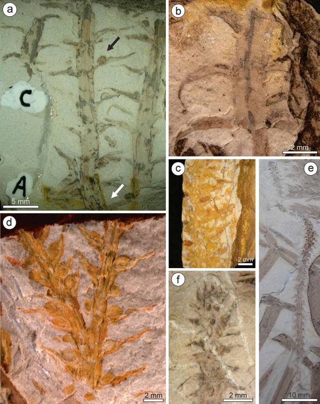 PALEONTOLOGIA: Franscinella riograndensis: nova interpretação revela planta de 296 milhões de anos da Bacia do Paraná com esporos preservados
