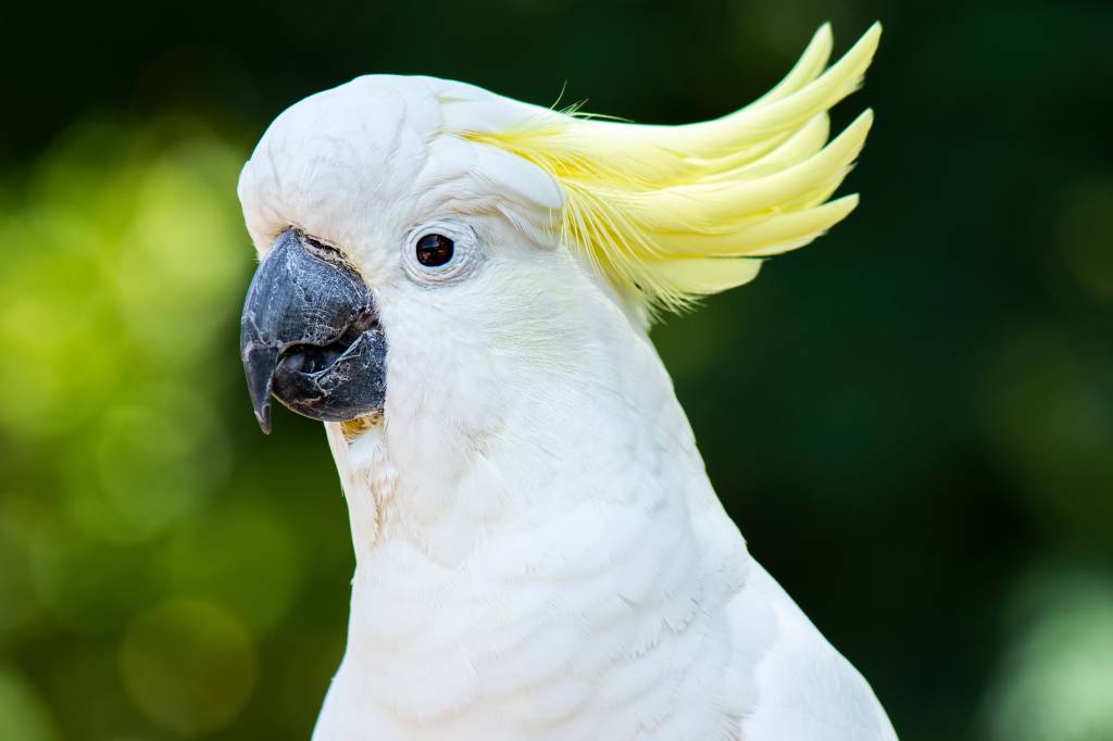 Papagaios dançarinos? Cacatuas mostram coreografias naturais, revela pesquisa