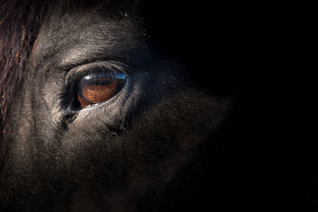 Qual é o animal mais mortal da Austrália? Estudo aponta líder improvável