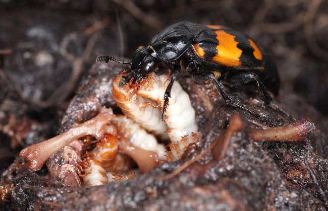 Collective and Social Behaviour runner-up_ ‘Attentive Parenting in Burying Beetles’, Nick Royle Collective and Social Behaviour runner-up_ 'Attentive Parenting in Burying Beetles', Nick Royle