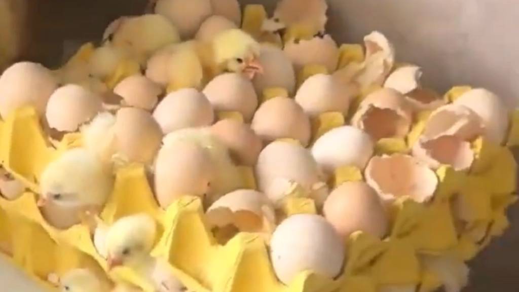 Mulher viraliza ao encontrar 70 pintinhos em ovos comprados no mercado