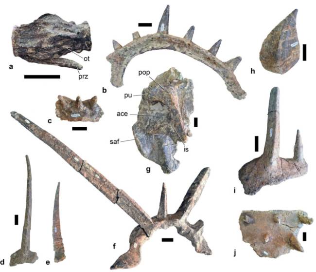 Peças fósseis de Spicomellus afer, incluindo costelas com espinhos fundidos, placas ósseas, colar de espinhos no pescoço e parte do escudo sobre o quadril.