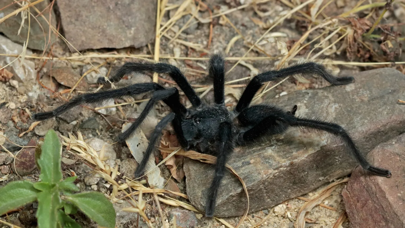 Tamanho é documento: nova tarântula bate recorde com órgão sexual gigante