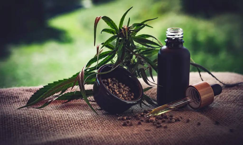 cannabis sativa