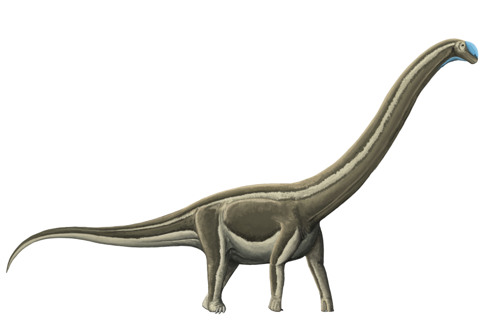 Doença óssea mortal dizimou dinossauros pescoçudos na região do interior de São Paulo