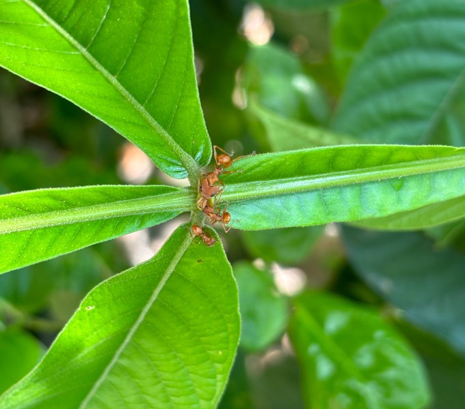 Formigas defendem plantas de herbívoros, mas podem atrapalhar polinização