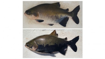 Peixe amazônico cultivado tem alto nível de estresse, segundo avaliação de IA