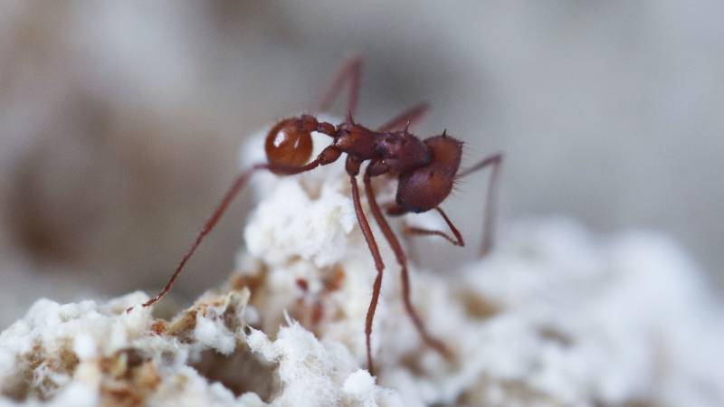 Fungo ‘parasita’ teria surgido 18 milhões de anos antes de formigas com as quais vive hoje
