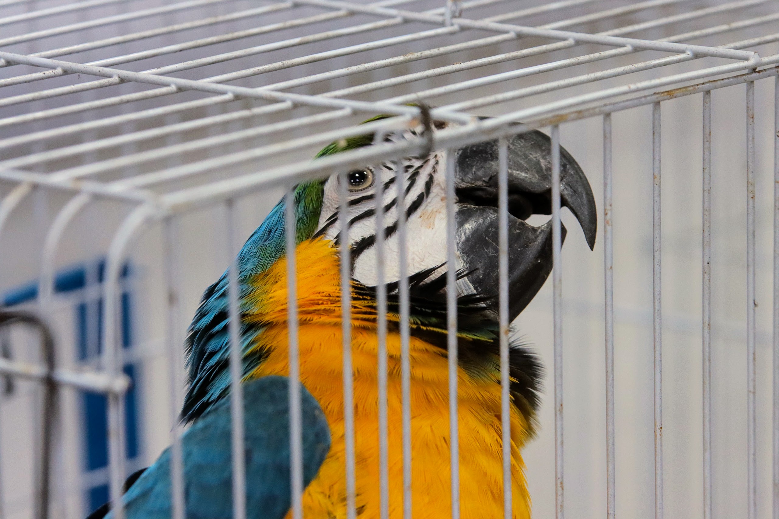 Alvos de megaoperação, traficantes de fauna silvestre dopavam animais e eram ligados a facções