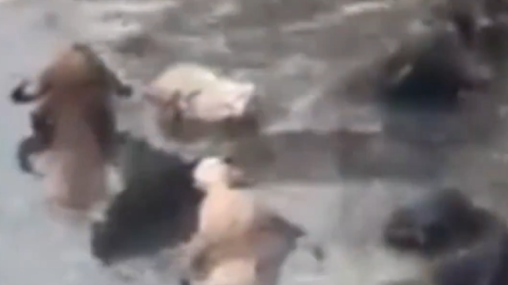 VÍDEO: Búfalos são flagrados tomando banho no Rio Pinheiros, em São Paulo