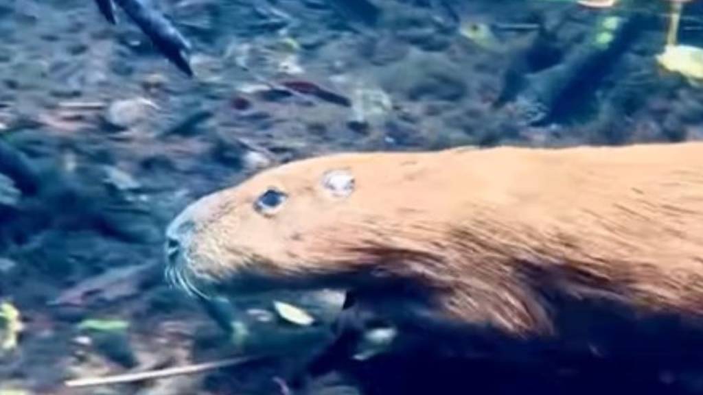 Capivaras ‘apostam corrida’ com peixes no Rio da Prata (MS); veja vídeo
