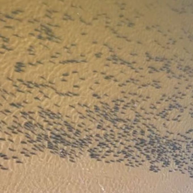 VÍDEO: Pescador flagra cardume gigante no Rio Araguaia e impressiona web