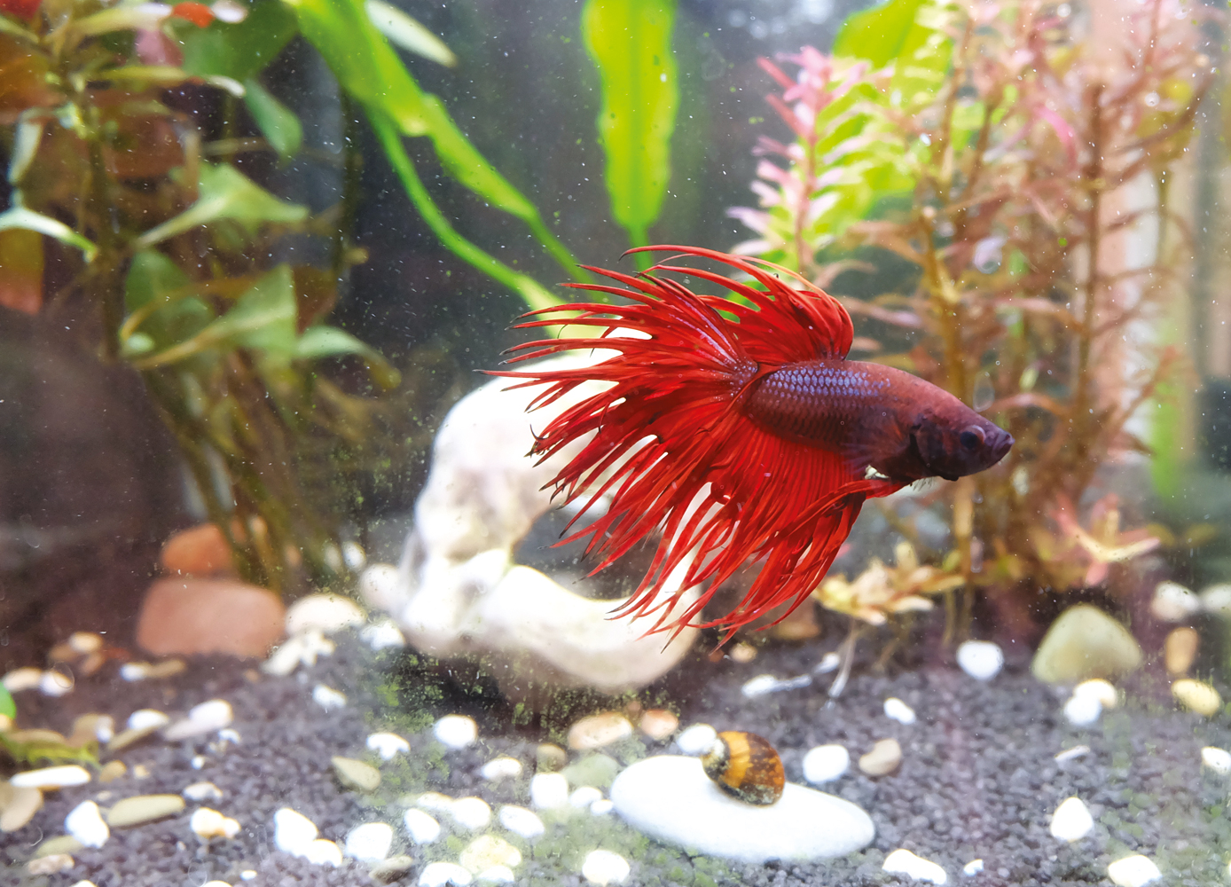 CADA UMA NA SUA -&ensp;Peixe-beta: pouca intera&ccedil;&atilde;o n&atilde;o permite ganhos cognitivos