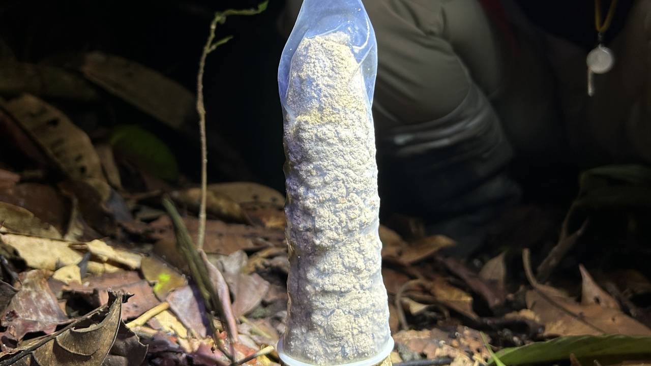 Torre de cigarra vedada com camisinha durante o experimento na Amazônia; método ajudou a comprovar trocas gasosas essenciais para os insetos