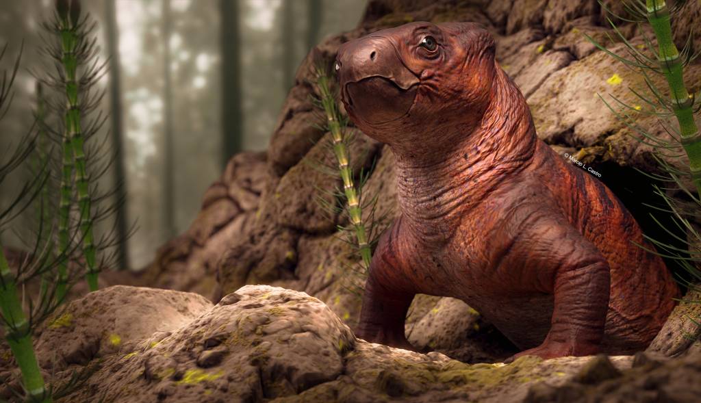 Tomografia revela interior de fóssil de mamífero pré-histórico no RS; veja