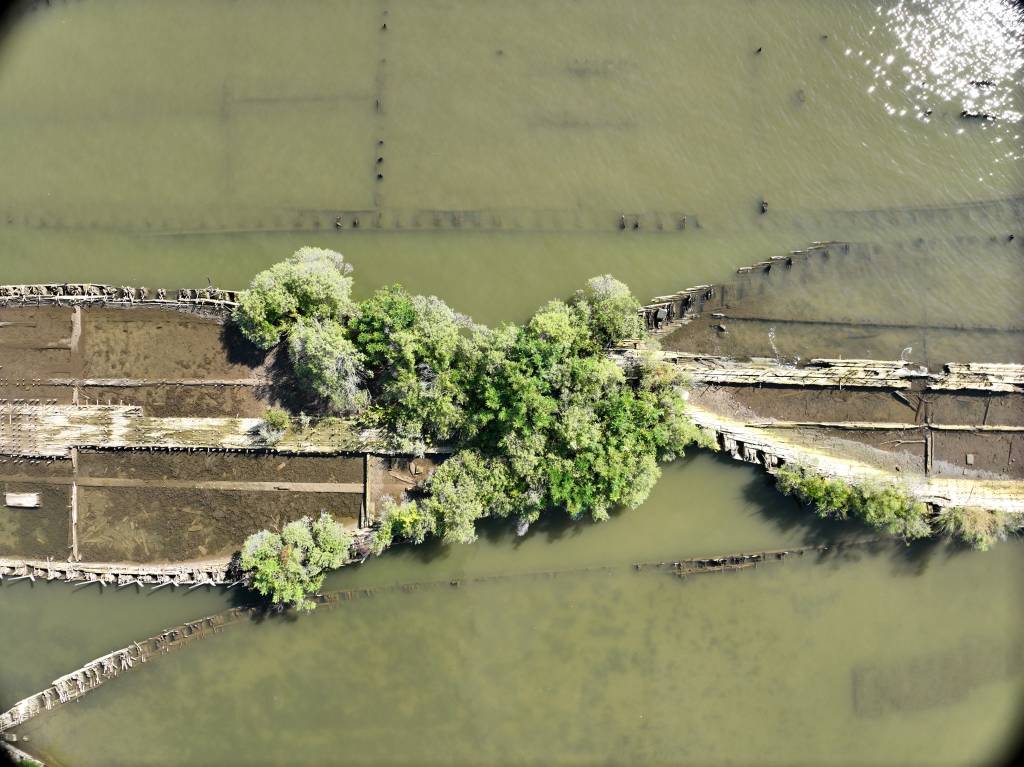Destroços das guerras mundiais viram refúgio de vida marinha; confira imagens e vídeos