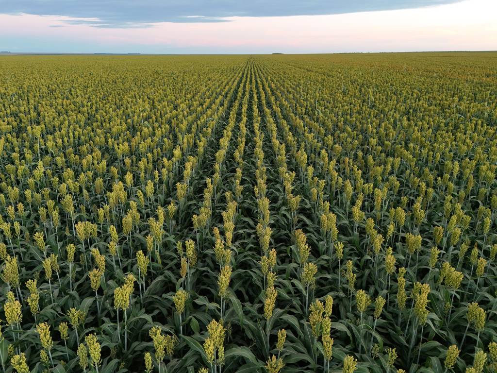 Sorgo
