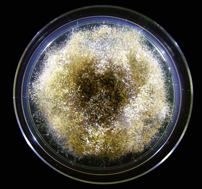 Colônia de Escovopsis sp. com produção de micélio aéreo e conídios, cultivada em placa de petri por sete dias Colônia de Escovopsis sp. com produção de micélio aéreo e conídios, cultivada em placa de petri por sete dias