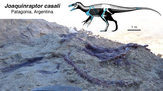 Escavação do Joaquinraptor casali