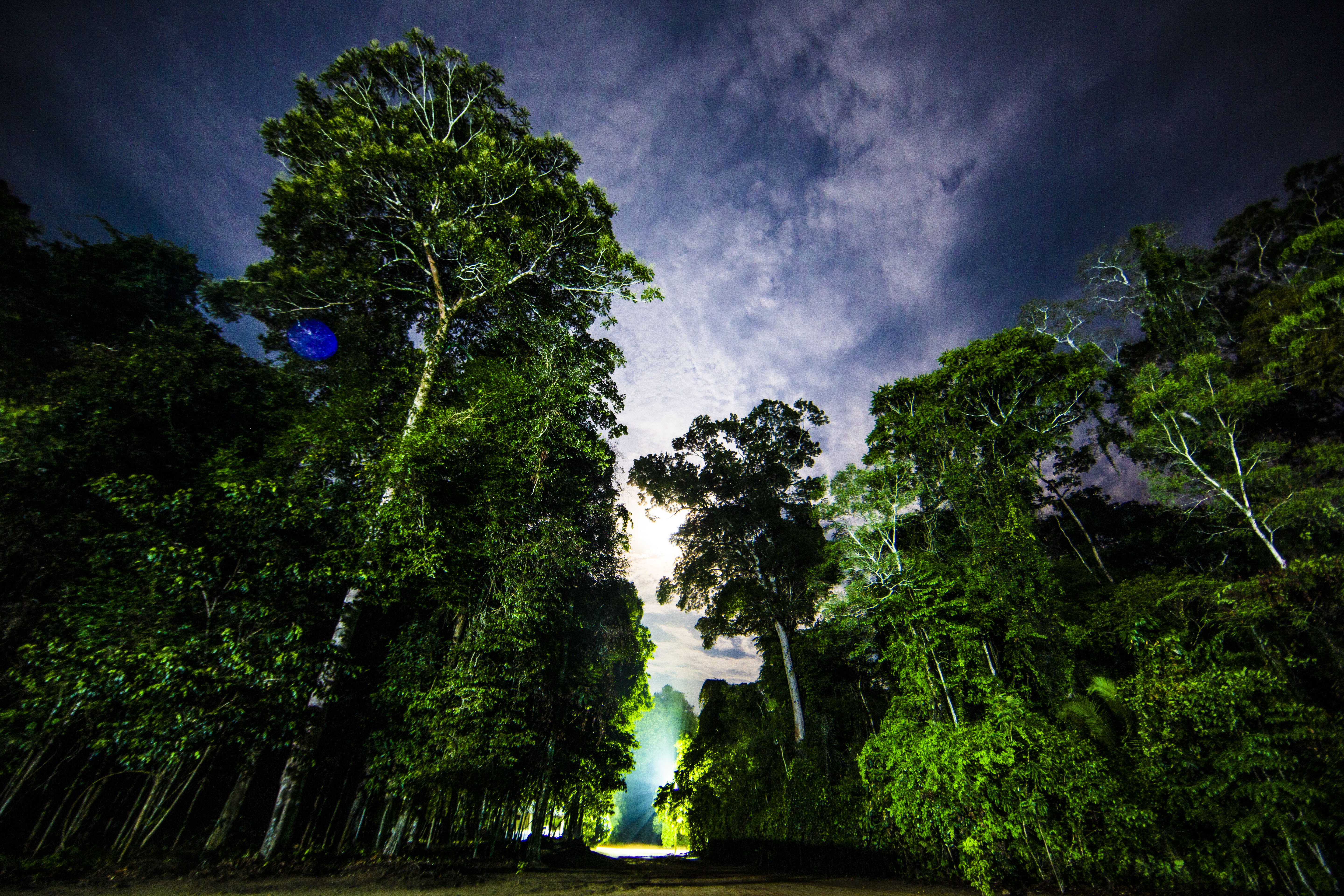 Amazônia é chave para resfriar o planeta, revela estudo inédito sobre reflorestamento