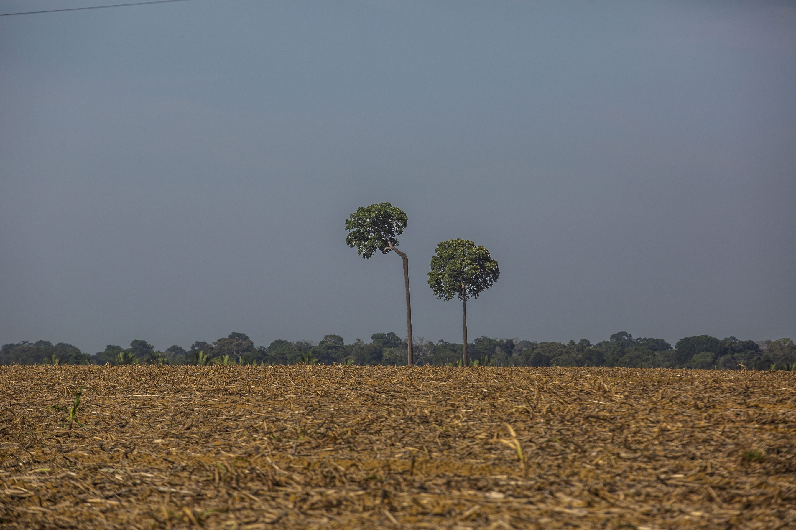 Seca avança na Amazônia e cenário extremo previsto para o futuro já virou realidade