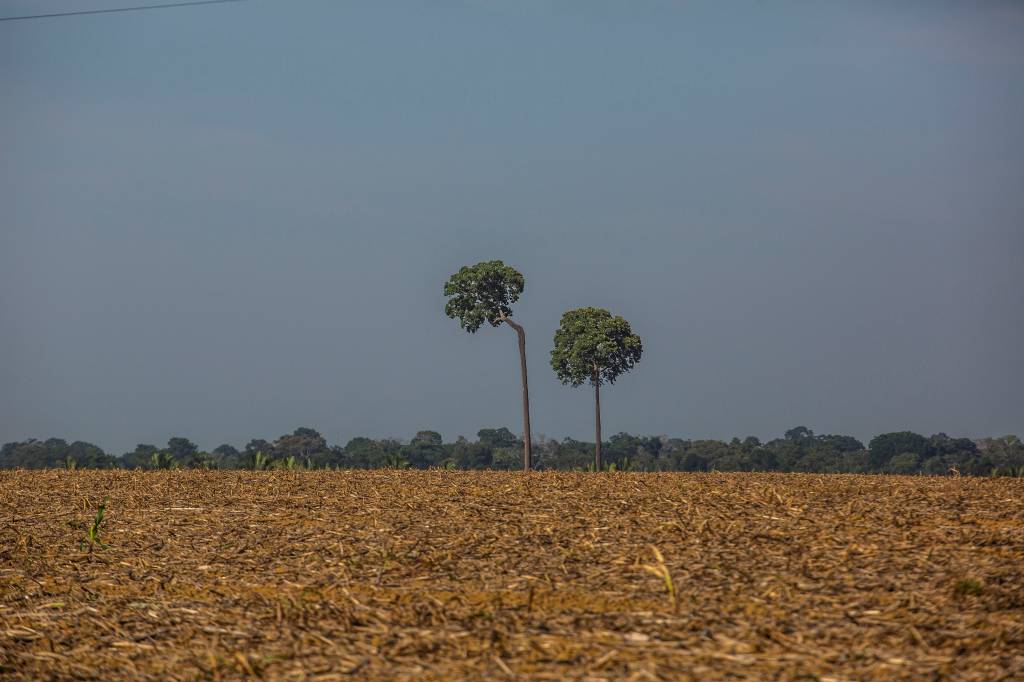 MapBiomas lança ferramenta inédita para monitorar a recuperação de áreas degradadas no Brasil