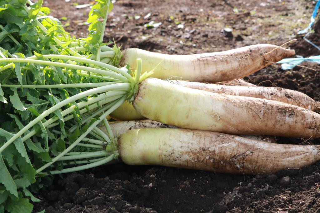 Vegetais podem estar absorvendo microplásticos direto do solo, aponta estudo