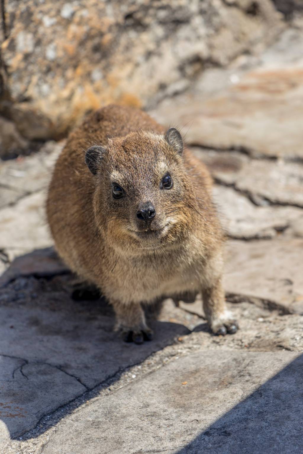 Fóssil de mamífero registra o “rastro de bumbum” mais antigo do mundo