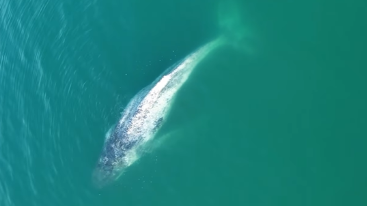 Baleia-jubarte foi flagrada por drone próxima à costa do litoral de São Paulo
