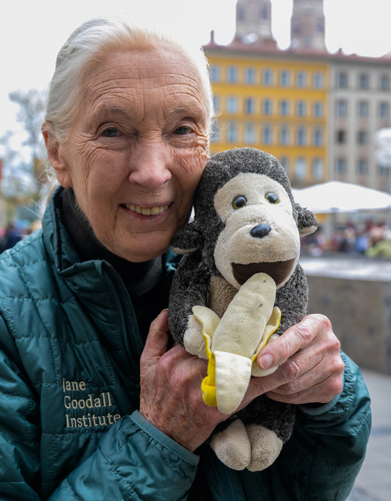 PROXIMIDADE&ensp;- A revela&ccedil;&atilde;o de Jane: h&aacute; menos diferen&ccedil;as entre chimpanz&eacute;s e humanos do que imagin&aacute;vamos