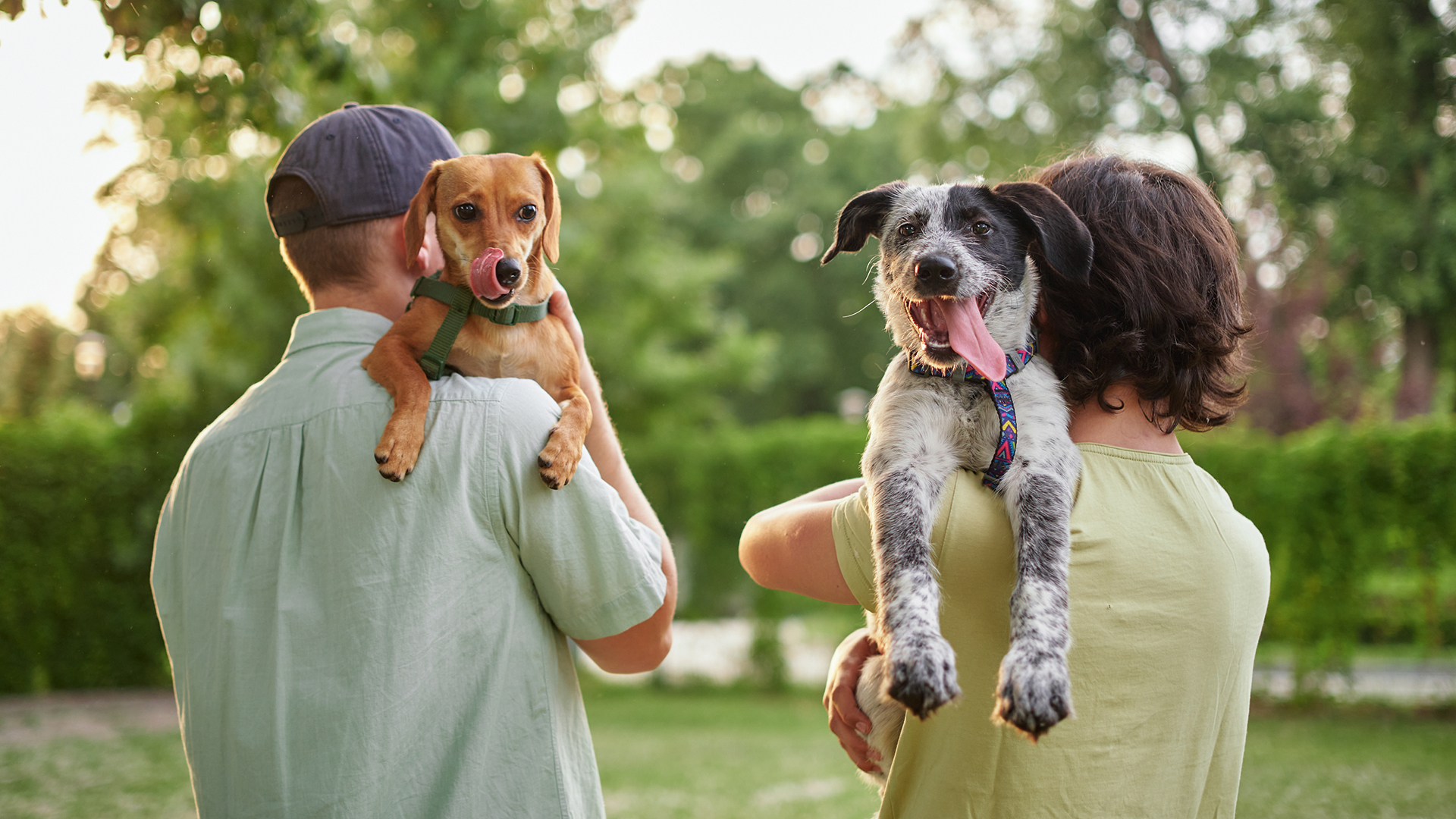 A revolução dos bichos: Brasil possui hoje a terceira maior população de pets do mundo