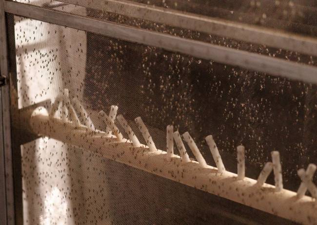Oxitec: empresa estima produzir 190 milhões de Wolbachia e mosquitos da dengue 'do bem' semanalmente