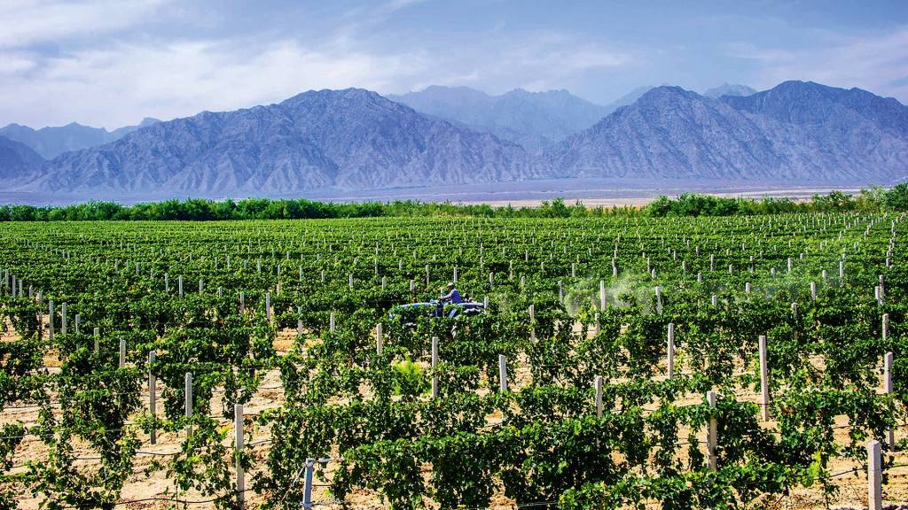 China se expande no mercado de vinhos e surpreende pela qualidade