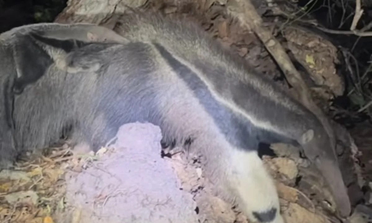 os filhotes desenvolvem uma camuflagem eficiente: suas listras se alinham às da mãe, o que os torna quase imperceptíveis sobre o dorso.