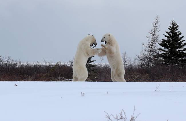 Ursos polares, no Canadá: opção de avistamento dos animais em meio à natureza selvagem