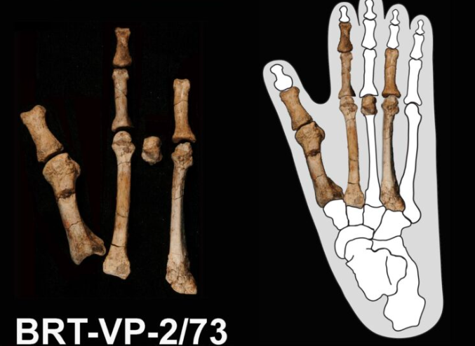 Dois tipos de ancestrais do homem conviveram no mesmo espaço e tempo