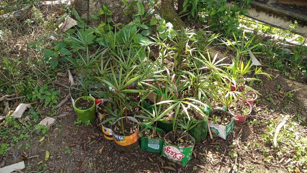 SP incentiva reflorestamento e conservação ecológica