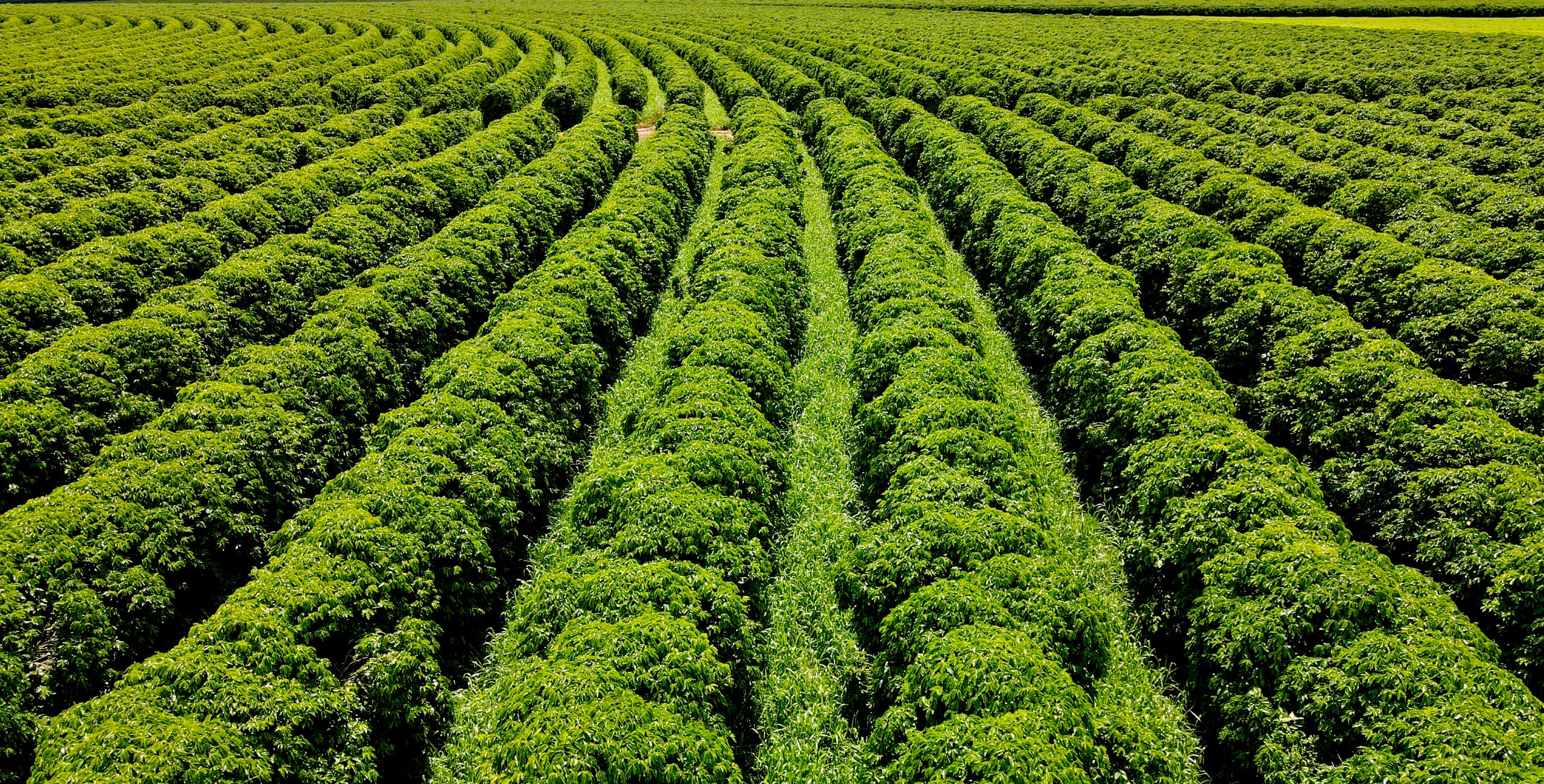 Brasil tenta recuperar mercado de café nos EUA após tombo de 43%