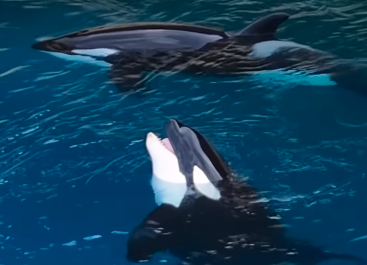 França aprova transferência de orcas para santuário