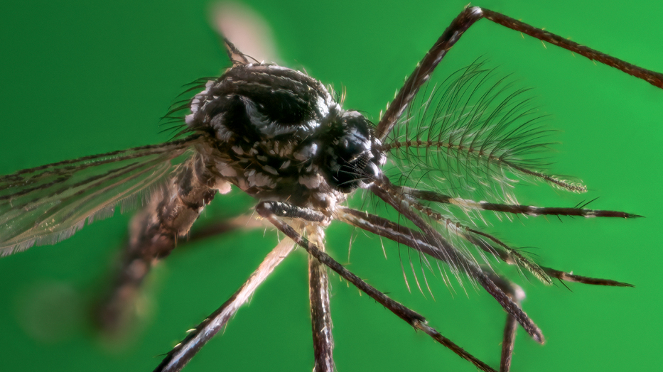 Com Super El Niño, casos de dengue no Brasil poderão variar de 1 milhão a 5,6 milhões em 2027