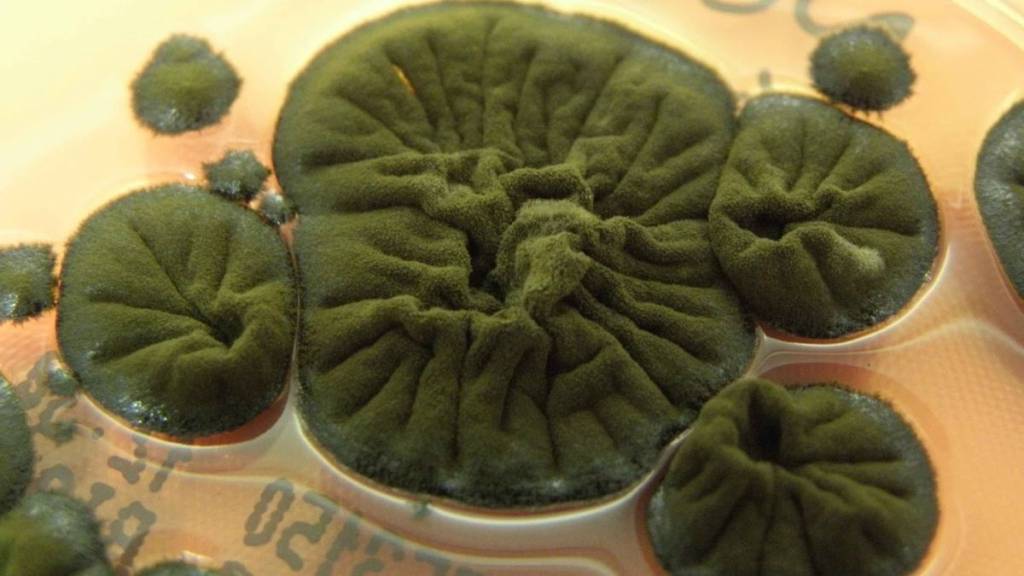 Fungo intriga ciência ao propesper em radição de Chernobyl