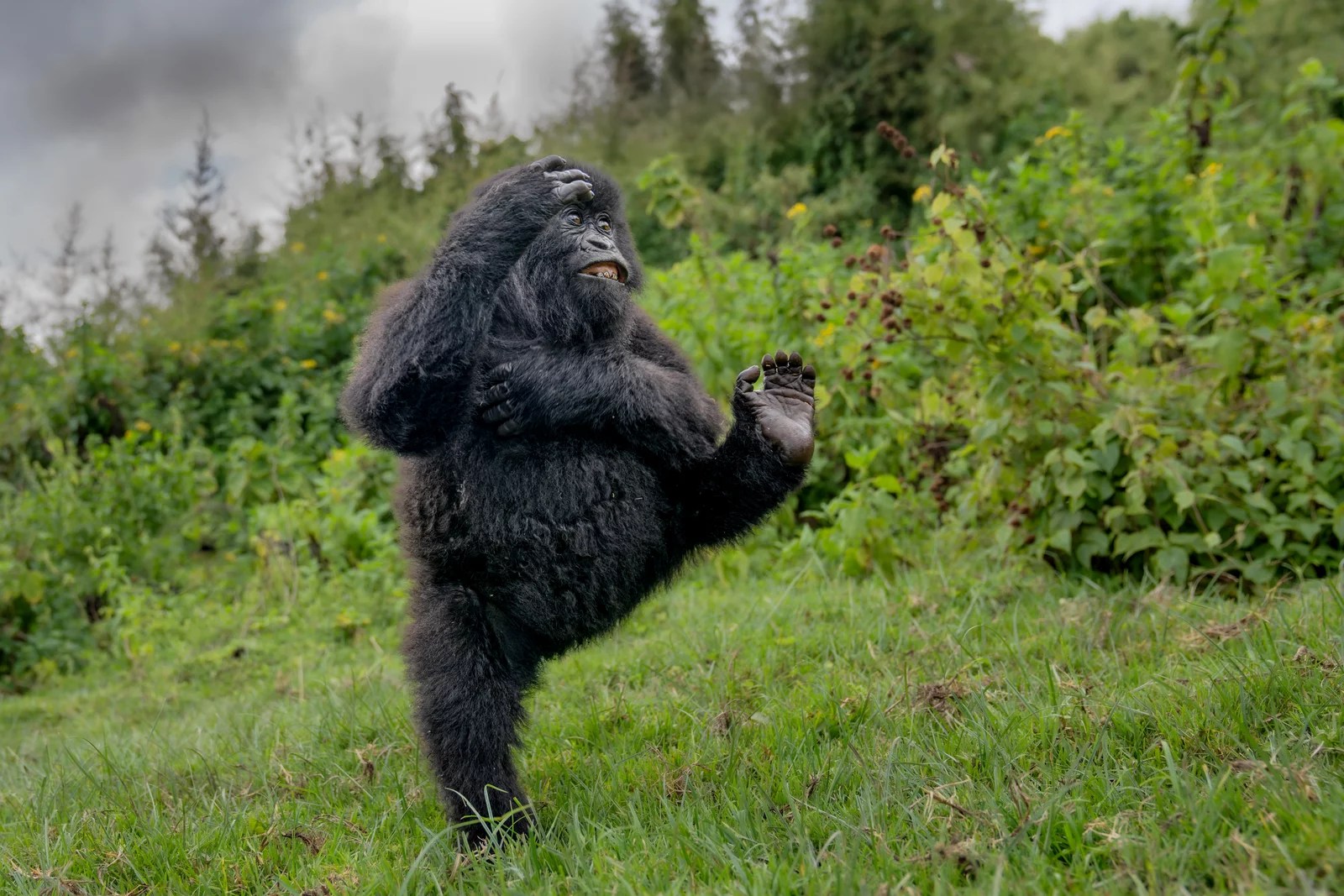 As fotografias mais engraçadas do mundo animal em 2025; confira imagens