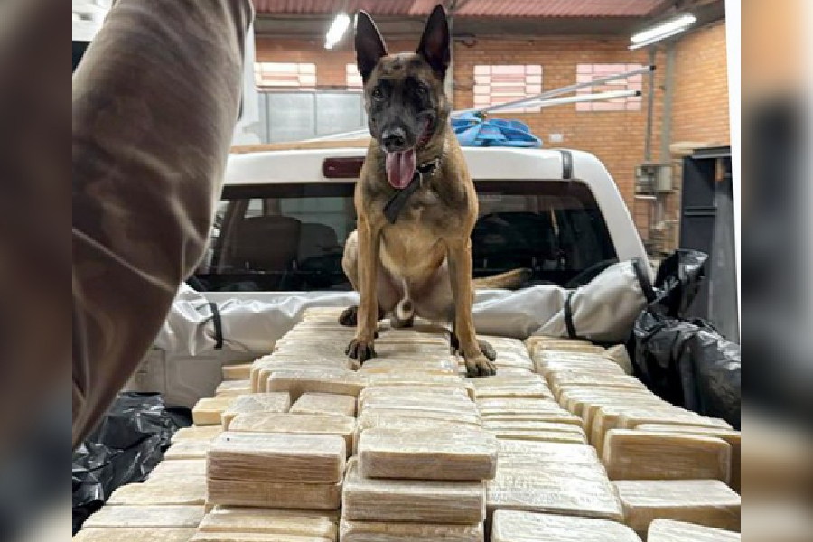 Cocaína em bunker: PF apreende mais de 600 kg da droga em Santa Catarina