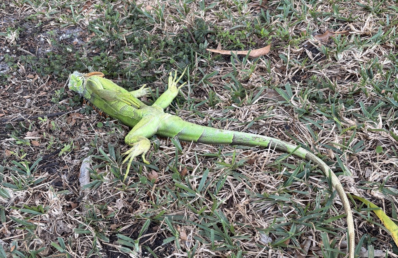 Onda de frio histórica faz iguanas despencarem do céu nos EUA; entenda