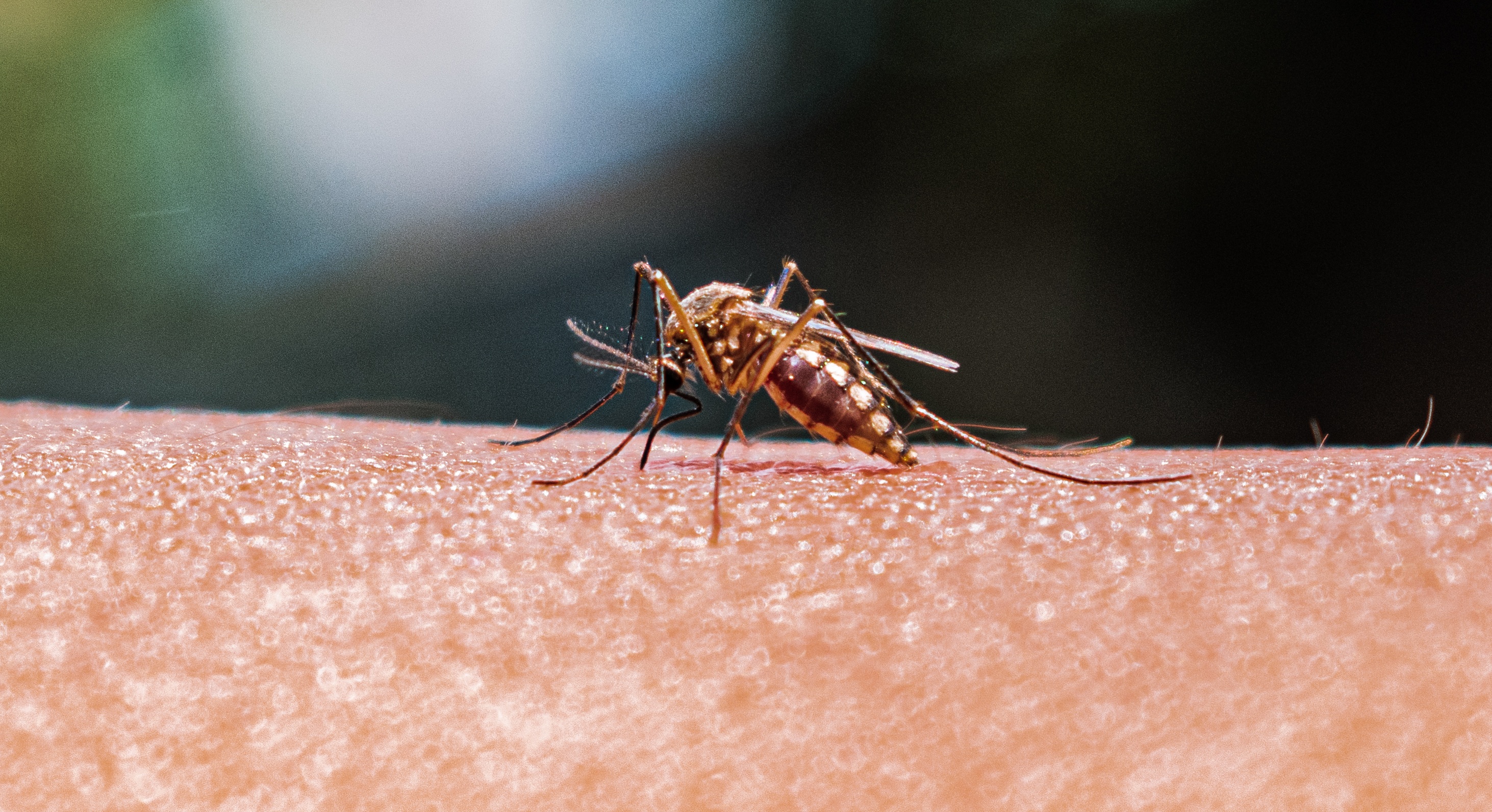 Mosquito Anopheles Mosquito trnamissor da malária