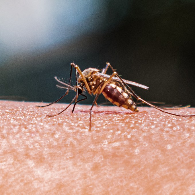 A IA que vai diagnosticar malária em 15 minutos